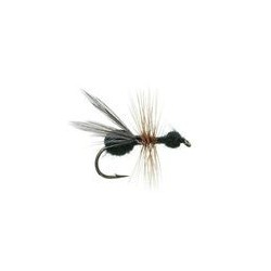 Flying Ant