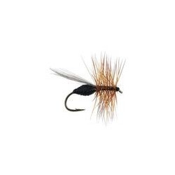 FPL Black Ant