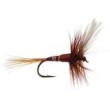 FPL Brown Winged