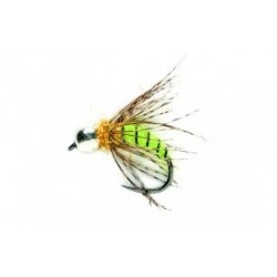 Grannom Pupa