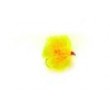 FAB Sunburst Blob