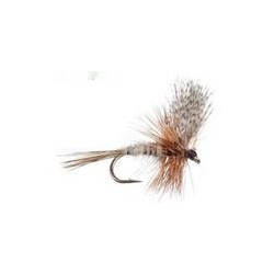 March Brown