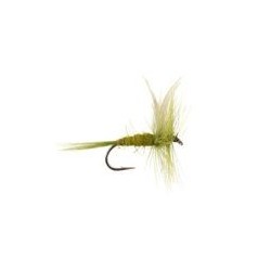 Olive Dun