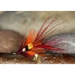 Faughan Shrimp