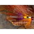 Keachie Krill Tube