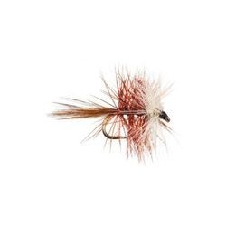 Bivisible Brown
