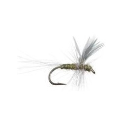 Thorax BWO