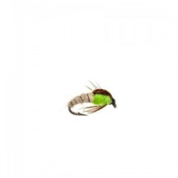 Green sedge Pupa