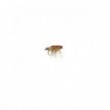 Robs Foam Hares Ear