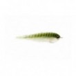Salty Baitfish Anchovy