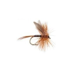 Ginger Quill